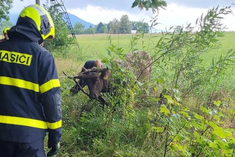 Železniční trať u Horních Tošanovic zablokoval dobytek.