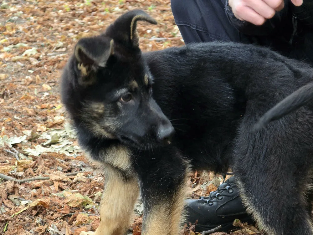 Nové policejní štěně se hlásí do služby. Opavský kynolog cvičí tříměsíčního německého ovčáka