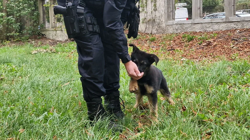 Nové policejní štěně se hlásí do služby. Opavský kynolog cvičí tříměsíčního německého ovčáka