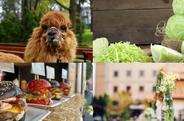 Kam o víkendu v Moravskoslezském kraji? Na festival burgerů nebo pomazlit alpaky