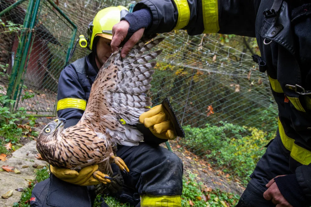 Ostravští hasiči zachránili mládě jestřába lesního. Dravec při shánění oběda uvízl v ochranné síti