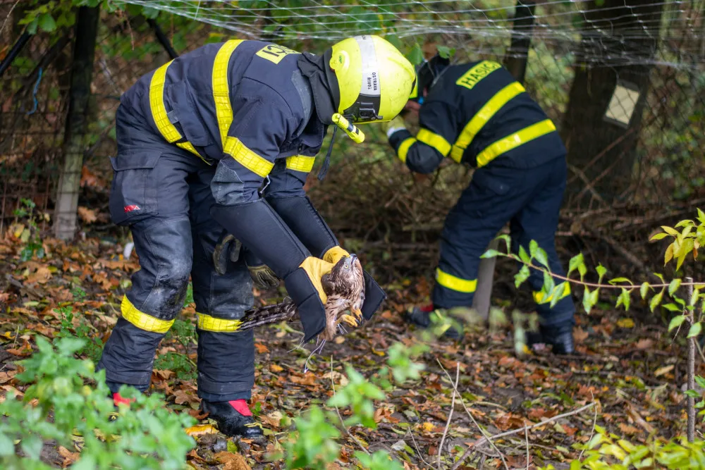 Ostravští hasiči zachránili mládě jestřába lesního. Dravec při shánění oběda uvízl v ochranné síti