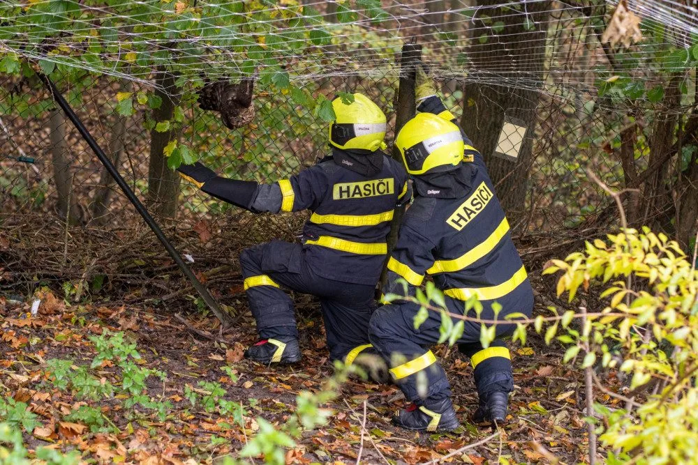 Ostravští hasiči zachránili mládě jestřába lesního. Dravec při shánění oběda uvízl v ochranné síti