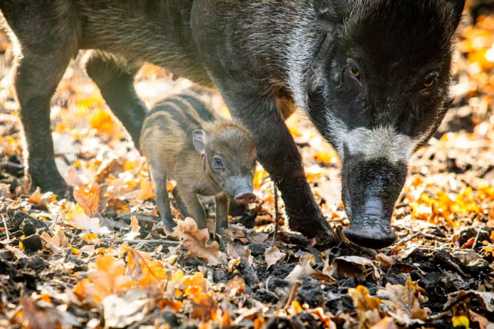 V ostravské zoo se narodila kriticky ohrožená prasata visajánská.