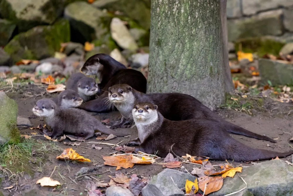 Ostravská vydří rodina se rozrostla. Zoologická zahrada odchovává tři mláďata nejmenší vydry vůbec