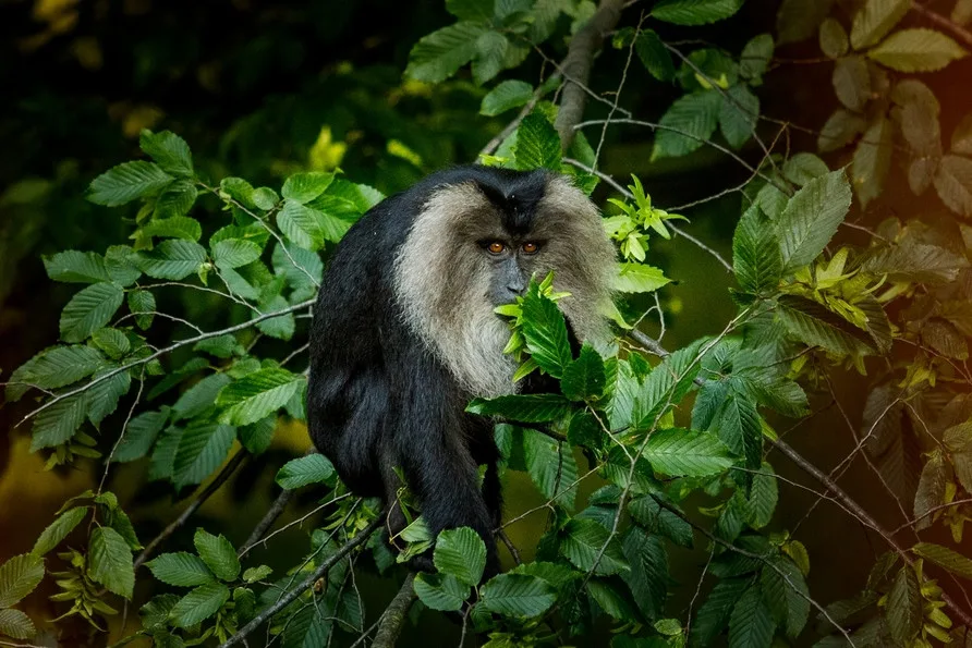 Ostravské zoologické zahradě se daří rozmnožovat ohrožené makaky lví.