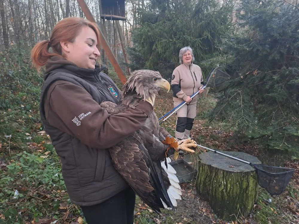 Zoo Ostrava pomáhá obnovit populaci orla mořského ve Francii.