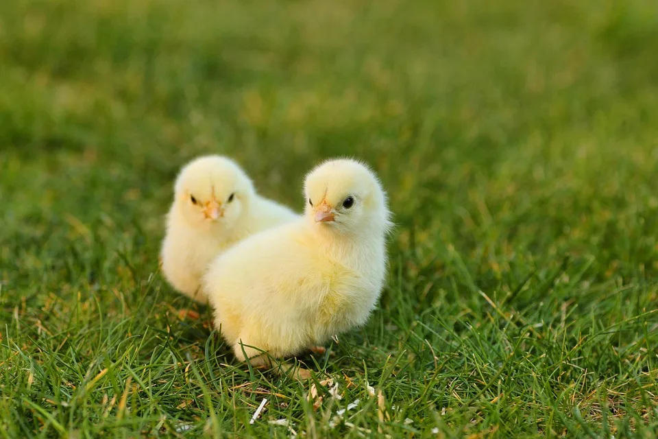 Na Opavsku řádí ptačí chřipka. Veterináři ohnisko nemoci objevili v malochovu drůbeže v Kravařích