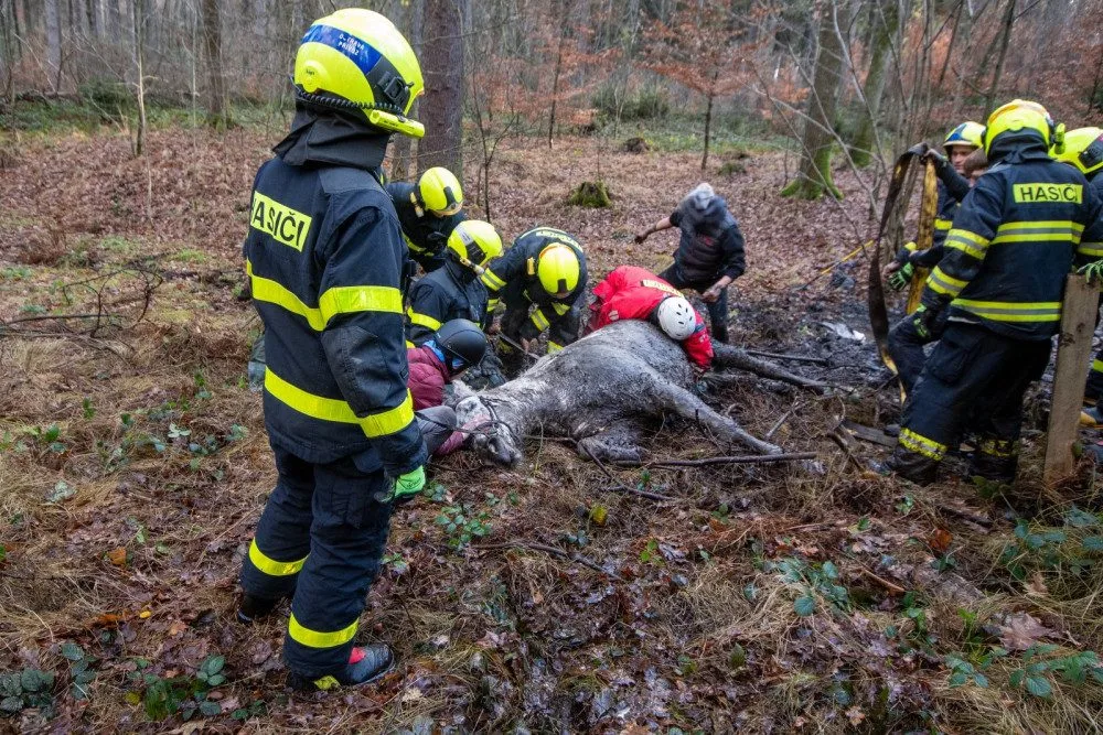 Lesní bažina se stala pastí pro koně. Vysíleného kopytníka na Frýdecko-Místecku z bahna tahali hasiči