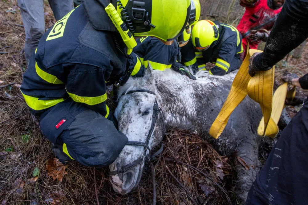 Lesní bažina se stala pastí pro koně. Vysíleného kopytníka na Frýdecko-Místecku z bahna tahali hasiči