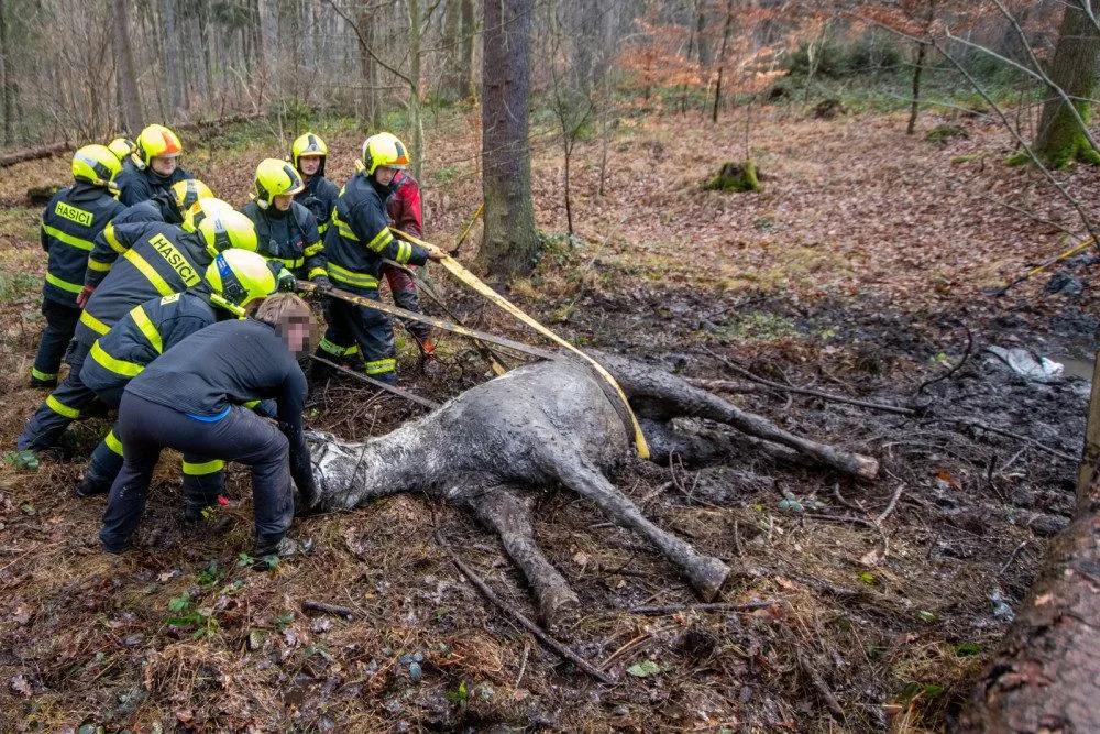 Lesní bažina se stala pastí pro koně. Vysíleného kopytníka na Frýdecko-Místecku z bahna tahali hasiči