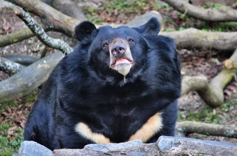 V ostravské zoo se zabydluje medvěd Jirka. Původně obýval příkop pod zámkem Konopiště