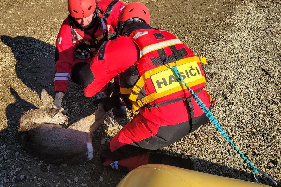 FOTO, VIDEO: Srna uvízla na zamrzlé přehradě. Z ledové pasti ji zachránili hasiči z Kopřivnice