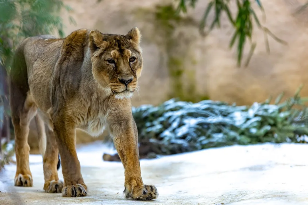 Ostravská zoo nechala ze zdravotních důvodů utratit samici lva indického. Trpěla zánětem dělohy