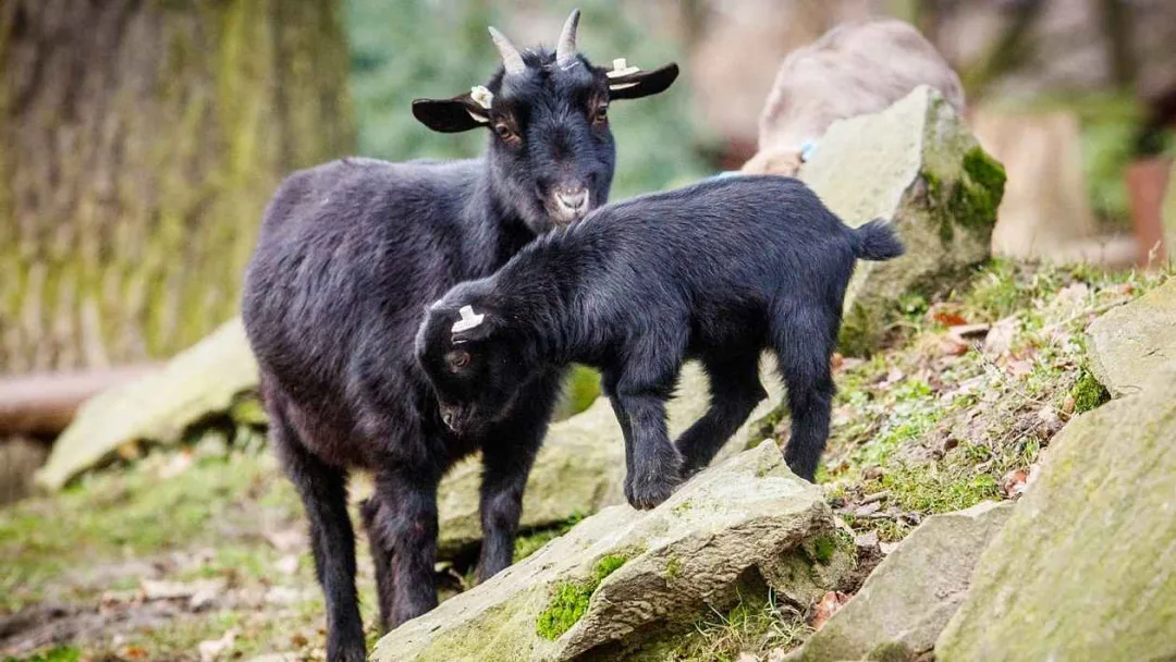 Tragická příhoda v ostravské zoo. Koza měla v žaludku kouli z plastových sáčků od návštěvníků, uhynula