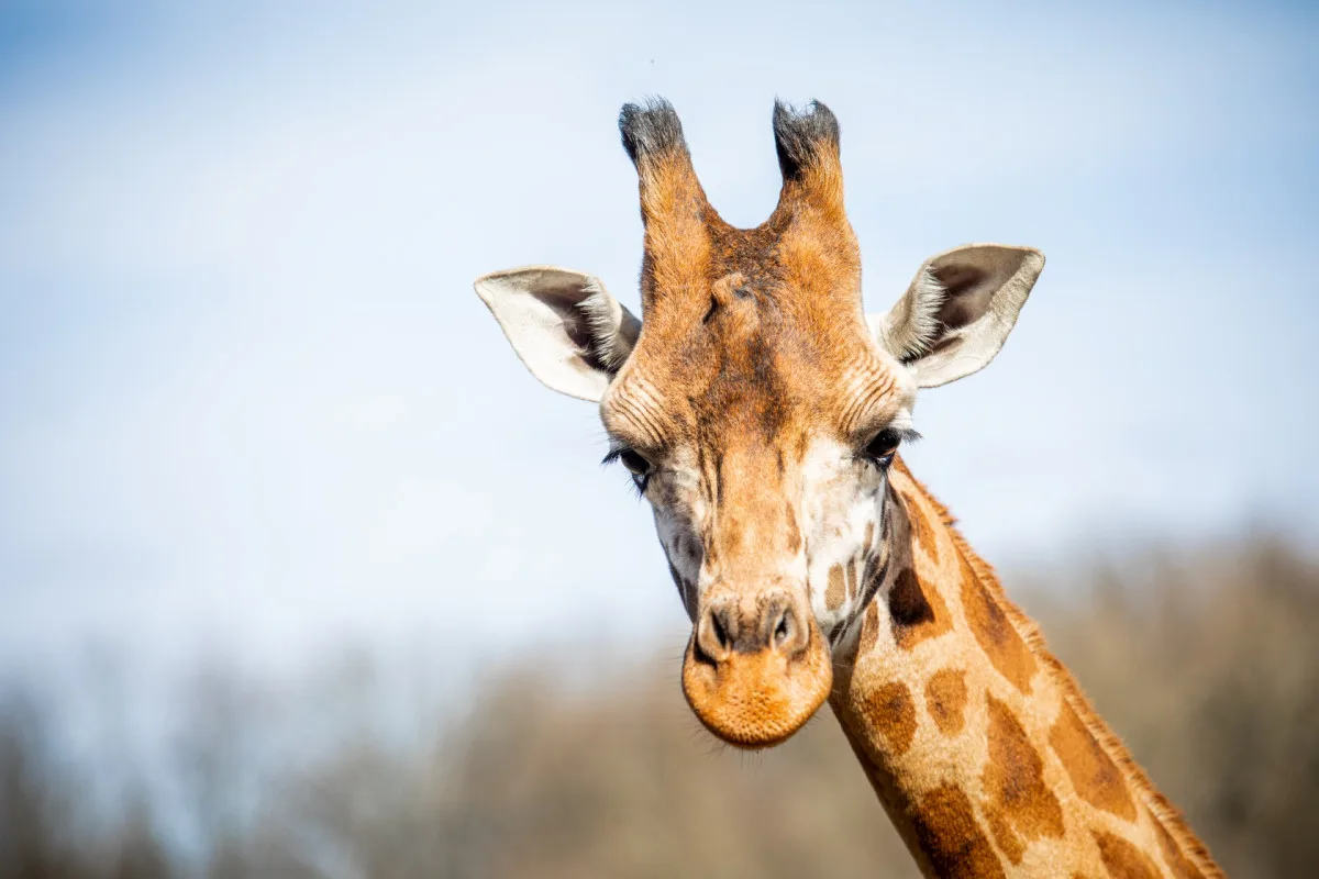 Ostravská zoo zavádí preventivní opatření proti šíření slintavky a kulhavky, chce ochránit zvířata před nákazou