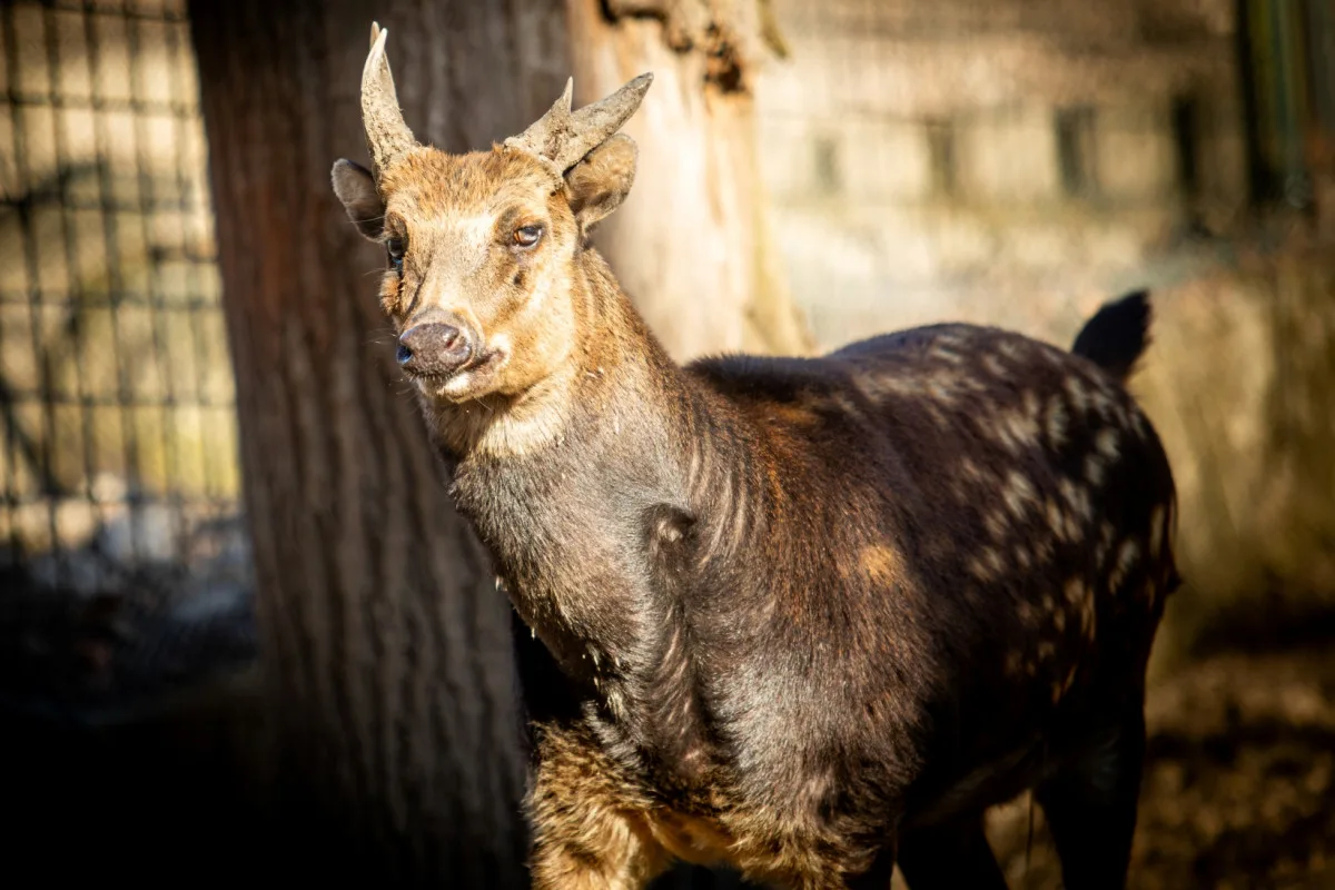 Ostravská zoo zavádí preventivní opatření proti šíření slintavky a kulhavky, chce ochránit zvířata před nákazou