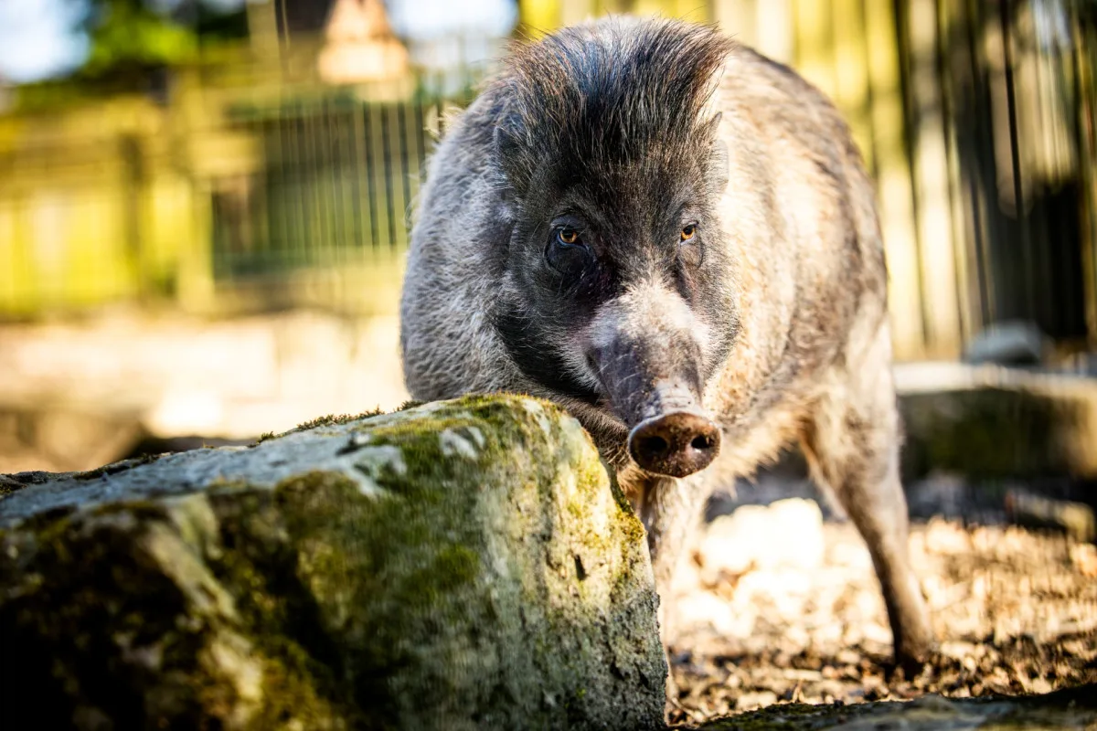 Ostravská zoo zavádí preventivní opatření proti šíření slintavky a kulhavky, chce ochránit zvířata před nákazou