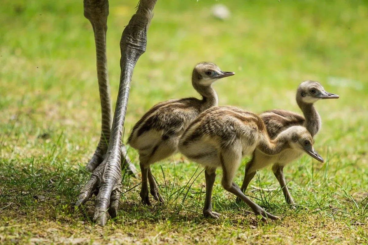 V ostravské zoo se vylíhlo šest mláďat nandu pampového. Stará se o ně otec