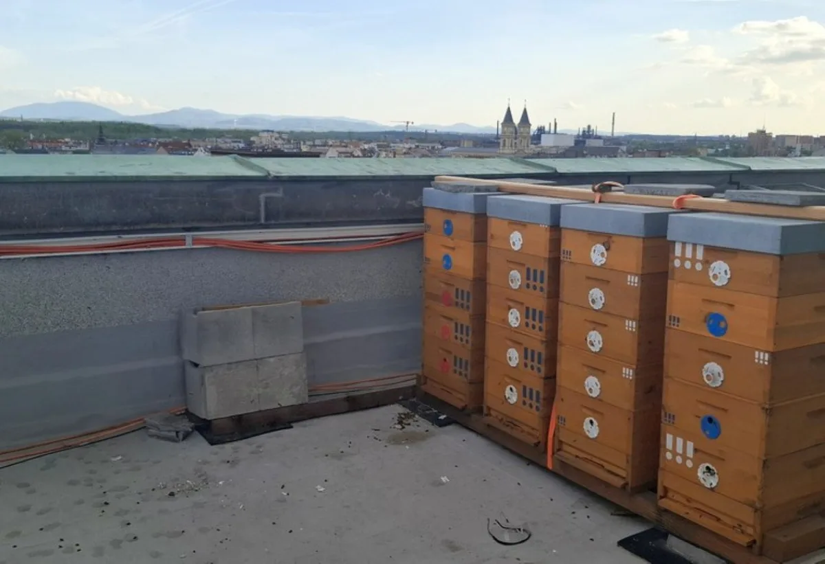Ostravská Nová radnice má čtyři včelstva na ochozu nejvyšší radniční věže