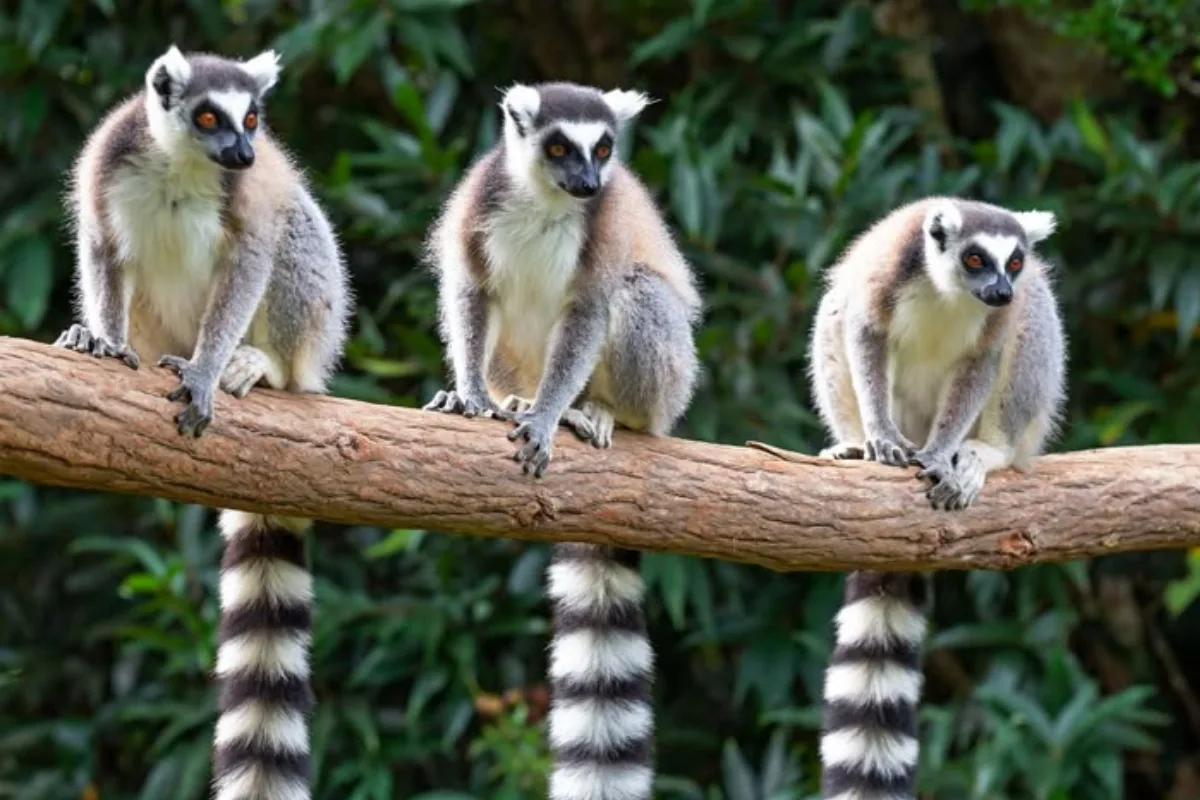 Za lemury nemusíte až na Madagaskar. Zajděte zítra do ostravské zoo na přednášku