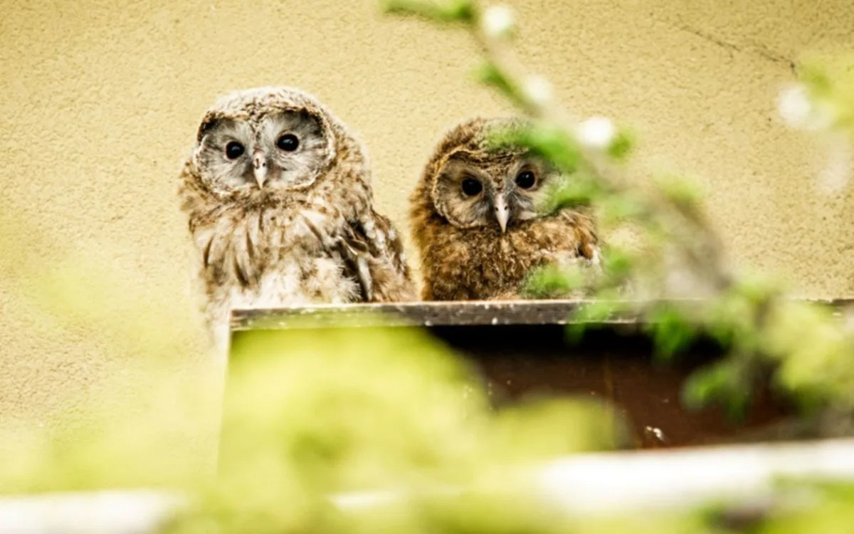 V Zoo Ostrava se narodilo sedm mláďat puštíků bělavých, někteří budou v přírodě. Foto: Se svolením Zoo Ostrava