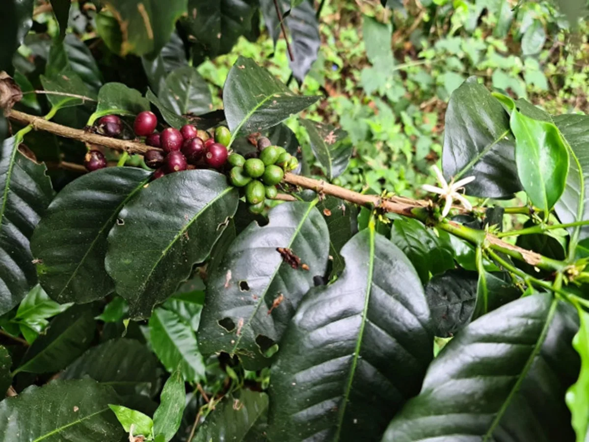 Kofola kupuje kávové plantáže v panamském Boquete, těší se na nové výzvy. Foto: Se svolením Kofoly