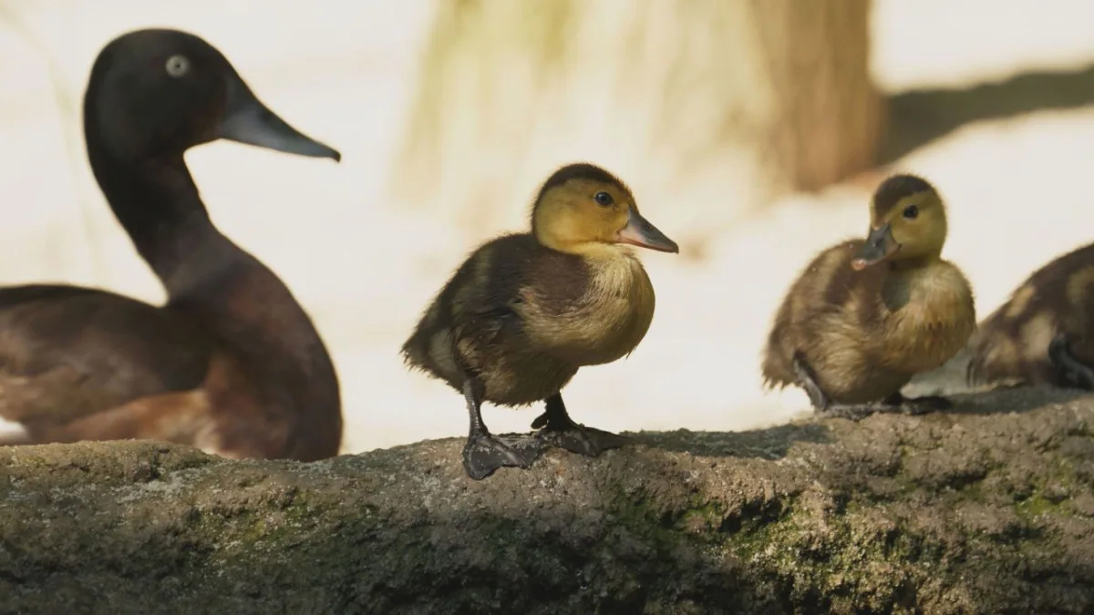 VIDEO: V ostravské zoo se rozmnožili kriticky ohrožení poláci východní