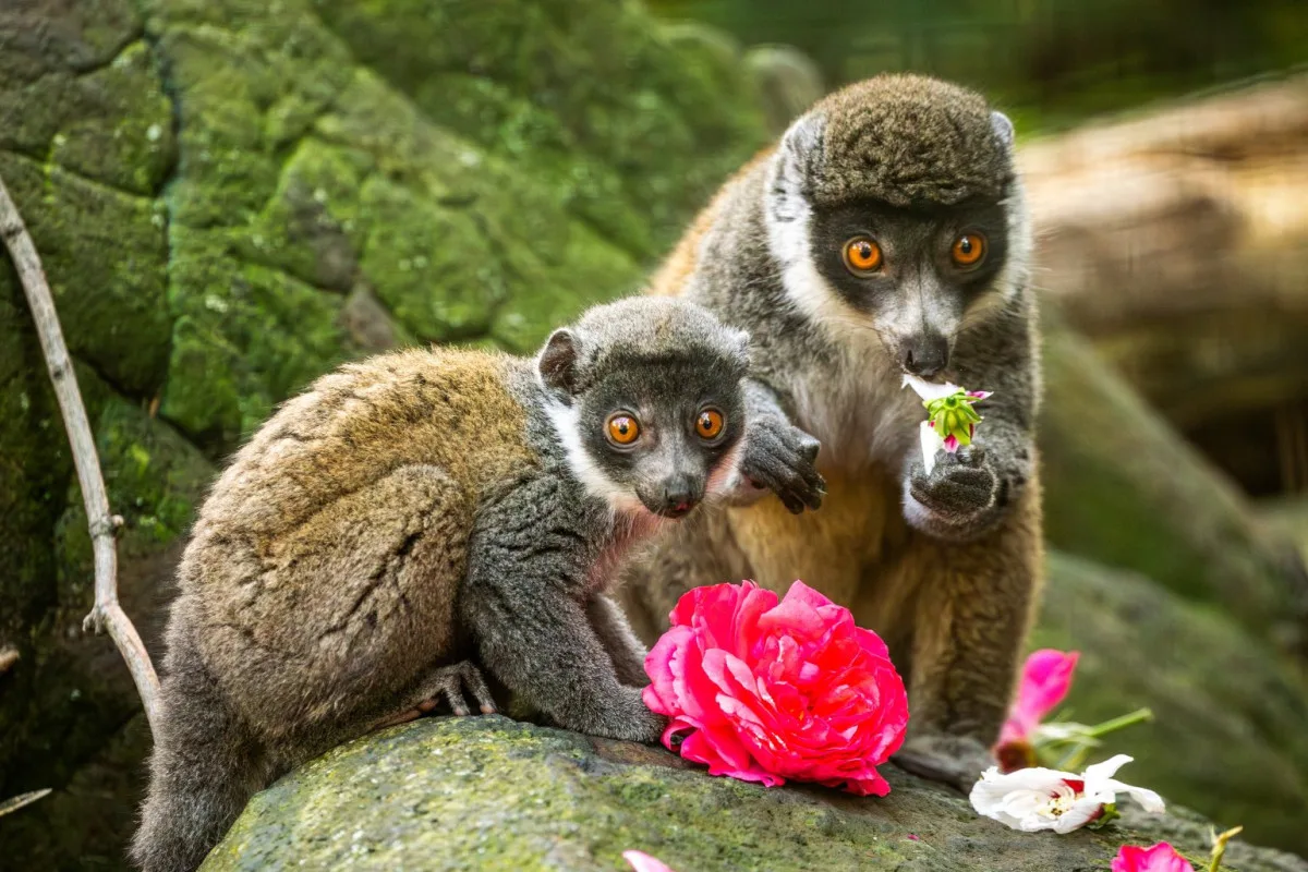 Ostravská zoo slaví chovatelský úspěch. Daří se tam ohroženým lemurům