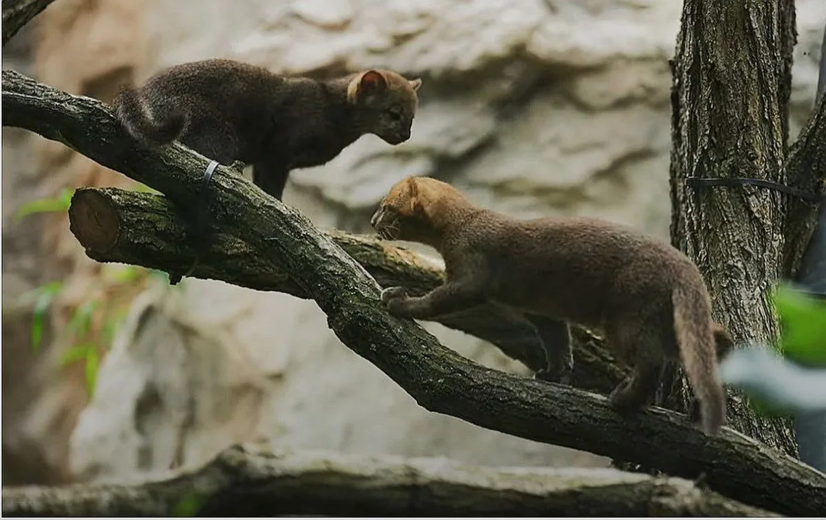 V ostravské zoologické zahradě se rozmnožili jaguarundi, malí příbuzní gepardů. Foto: Se svolením Zoo Ostrava
