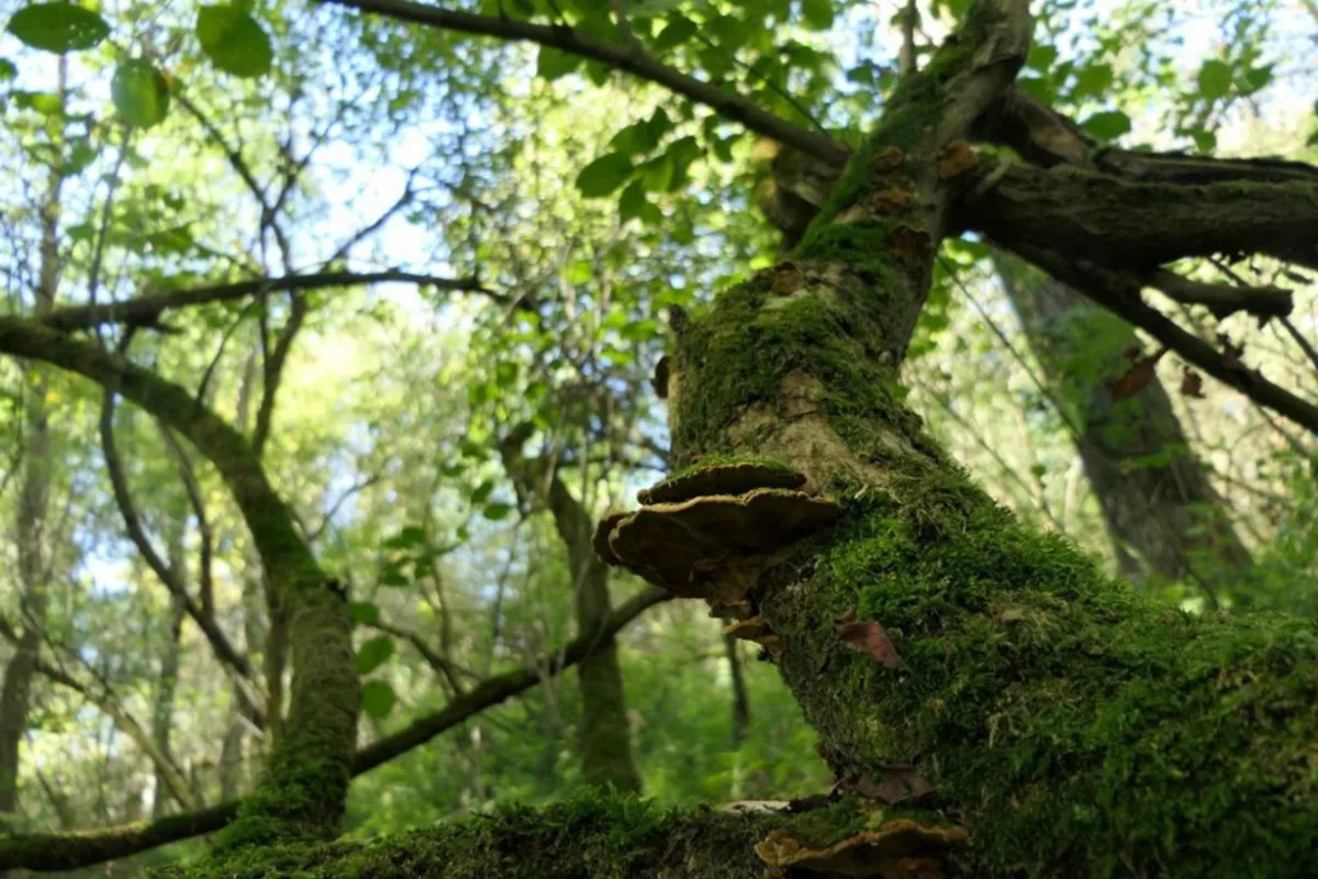 Lužní les V Lyngu. Foto: Se svolením Českého svazu ochránců přírody