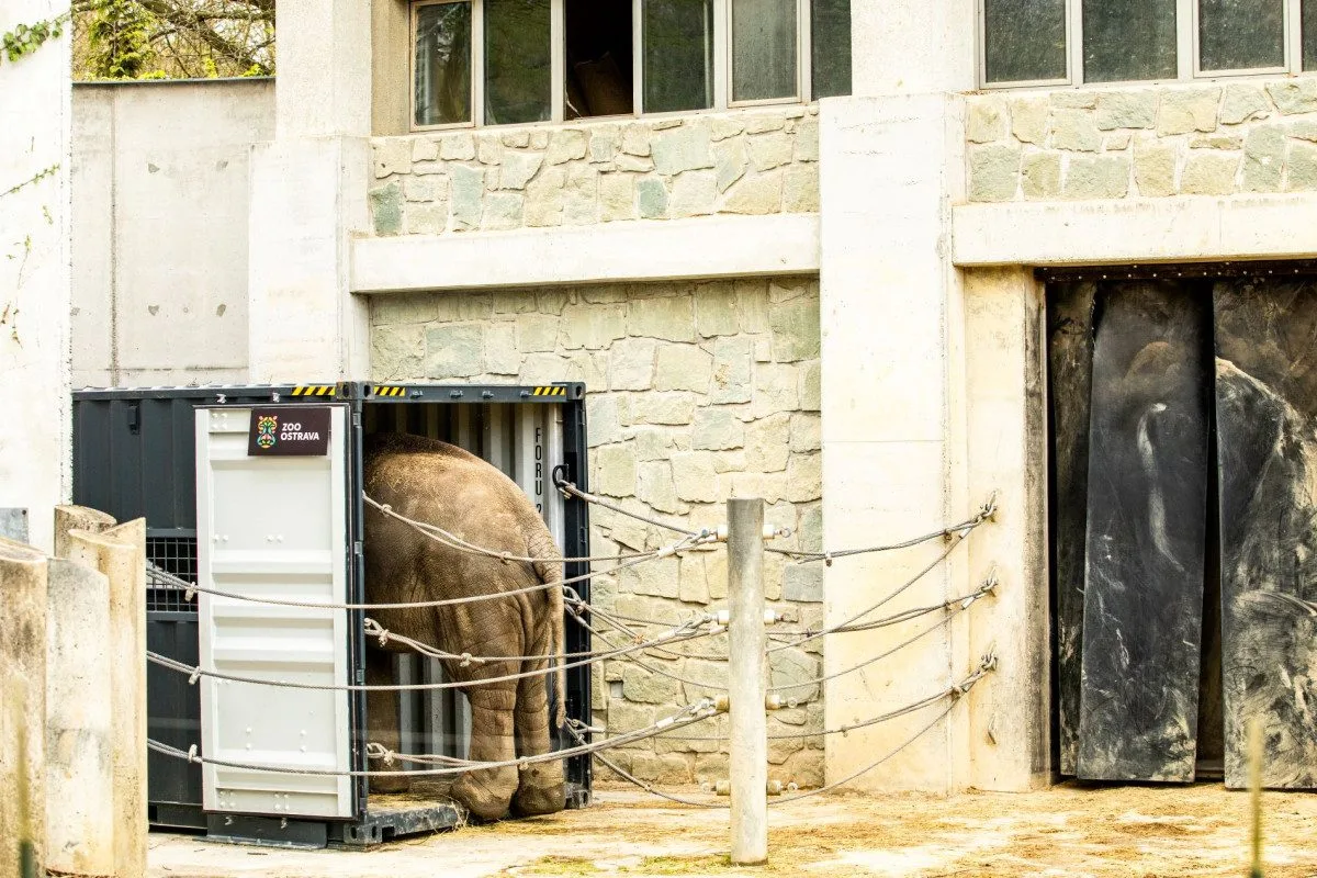Osmiletý samec slona indického odcestuje z ostravské zoo do Francie.