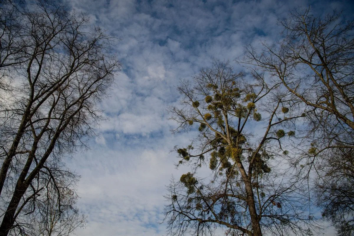 Ostravské stromy dostanou čerstvý sestřih. Arboristé je ošetří a odstraní jmelí