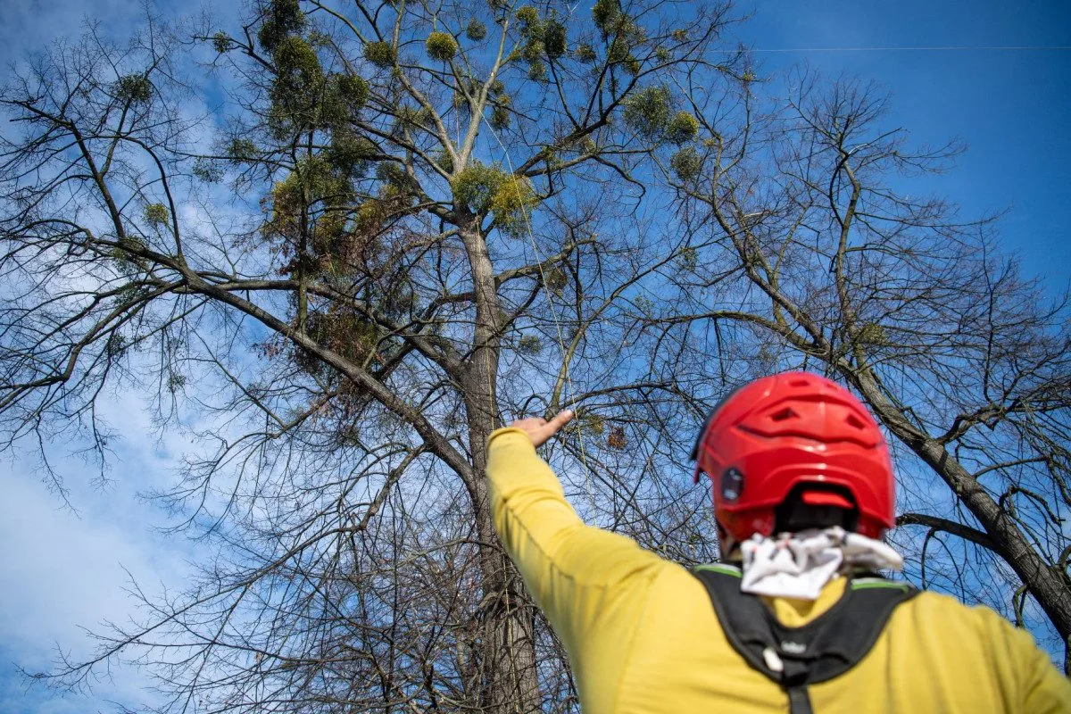 Ostravské stromy dostanou čerstvý sestřih. Arboristé je ošetří a odstraní jmelí