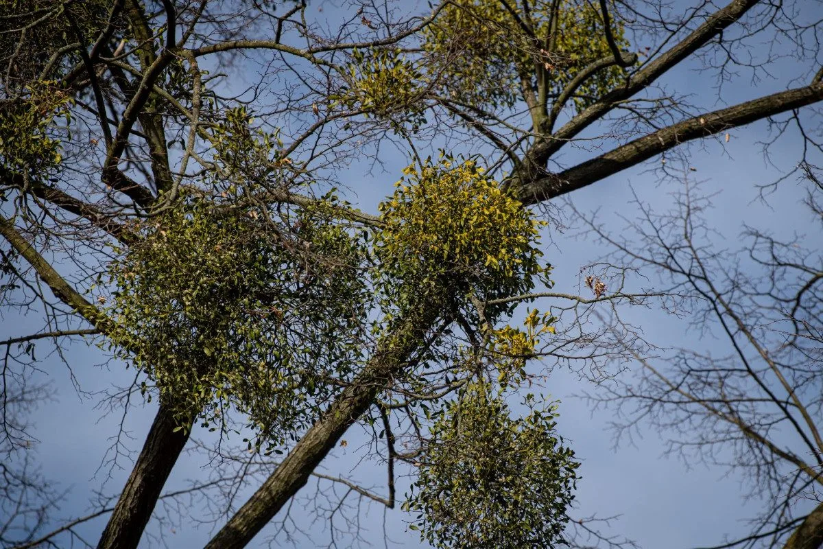 Ostravské stromy dostanou čerstvý sestřih. Arboristé je ošetří a odstraní jmelí