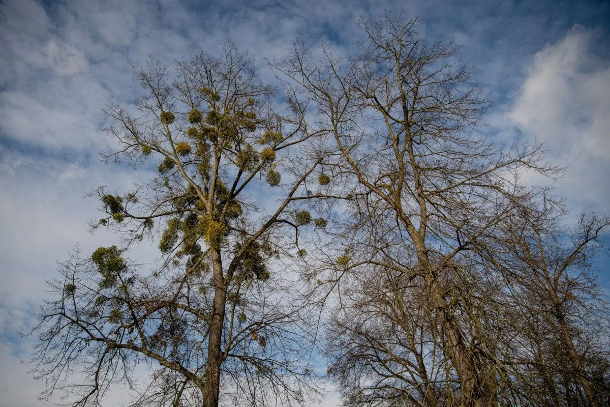 Ostravské stromy dostanou čerstvý sestřih. Arboristé je ošetří a odstraní jmelí