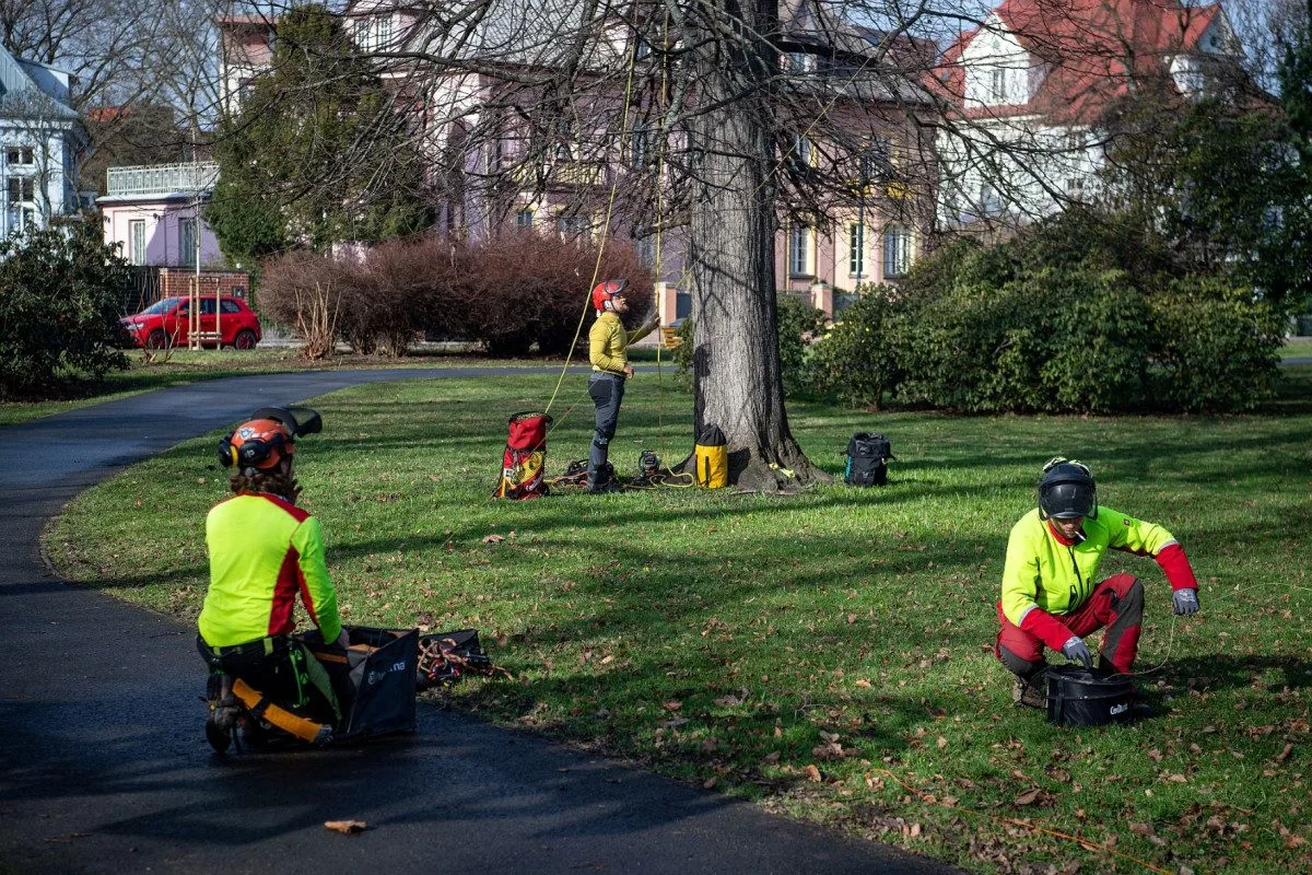 Ostravské stromy dostanou čerstvý sestřih. Arboristé je ošetří a odstraní jmelí
