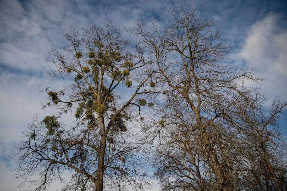 Ostravské stromy dostanou čerstvý sestřih. Arboristé je ošetří a odstraní jmelí