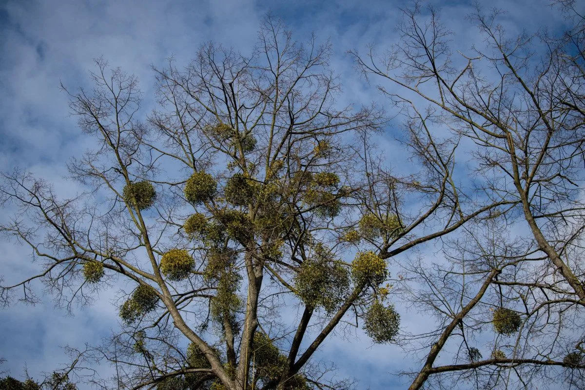 Ostravské stromy dostanou čerstvý sestřih. Arboristé je ošetří a odstraní jmelí
