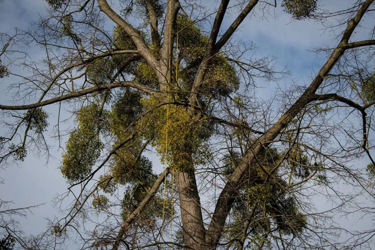 Ostravské stromy dostanou čerstvý sestřih. Arboristé je ošetří a odstraní jmelí