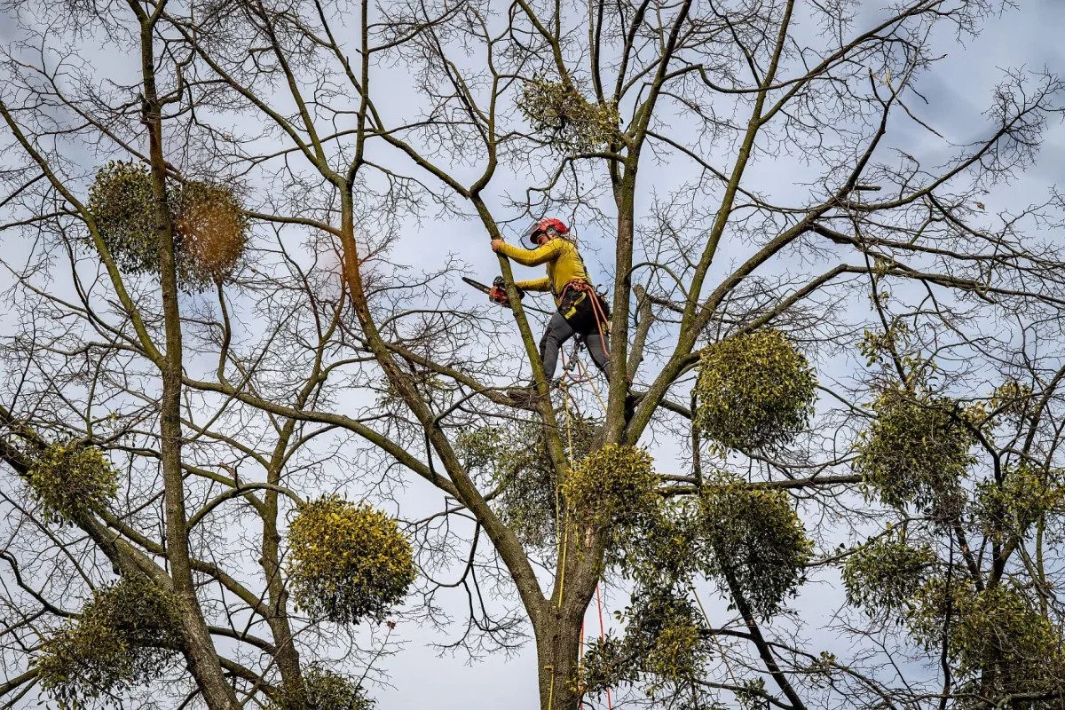 Ostravské stromy dostanou čerstvý sestřih. Arboristé je ošetří a odstraní jmelí