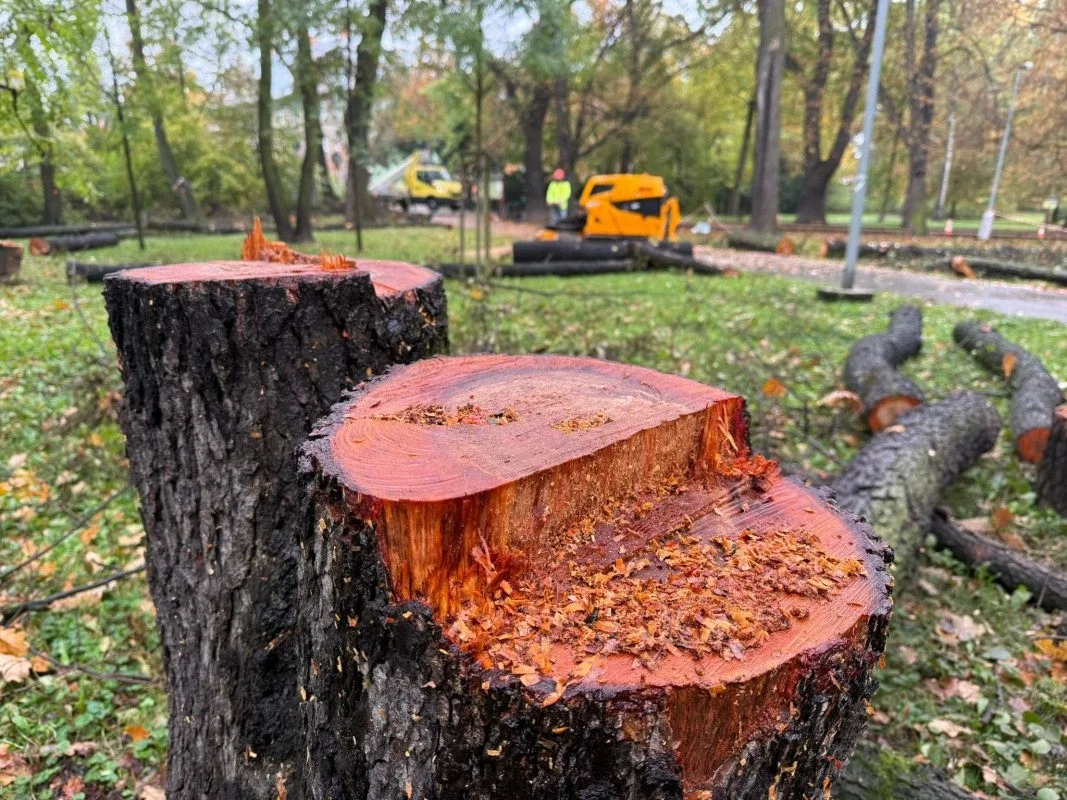 V Bohumíně kácí stromy, úprava stoletého parku Petra Bezruče je v nejhlučnější fázi. Foto: Se svolením města Bohumín