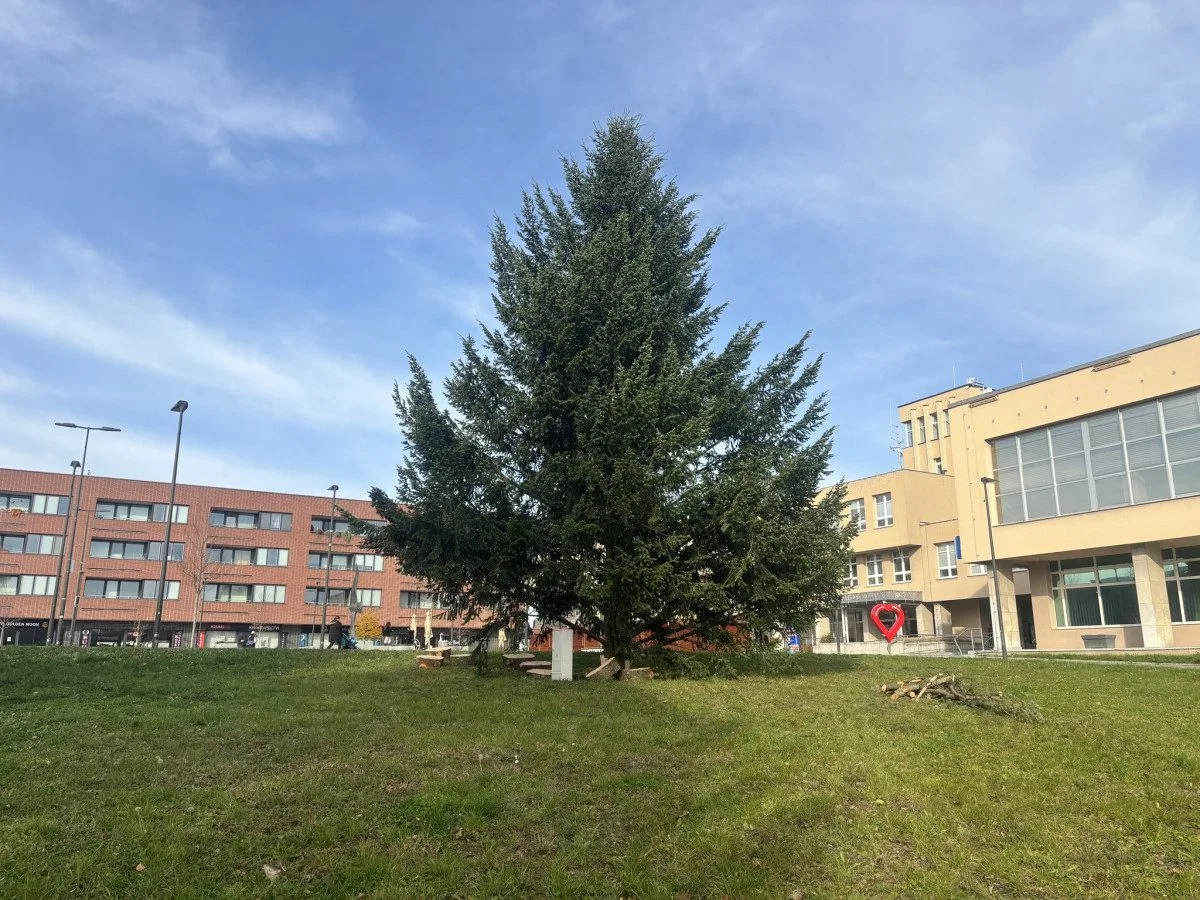 Na náměstí v Orlové se tyčí vánoční jedlovec s příběhem. Je starý více než půl století