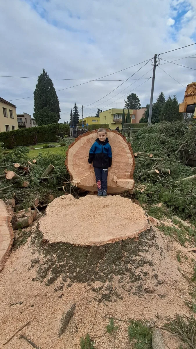 Na náměstí v Orlové se tyčí vánoční jedlovec s příběhem. Je starý více než půl století