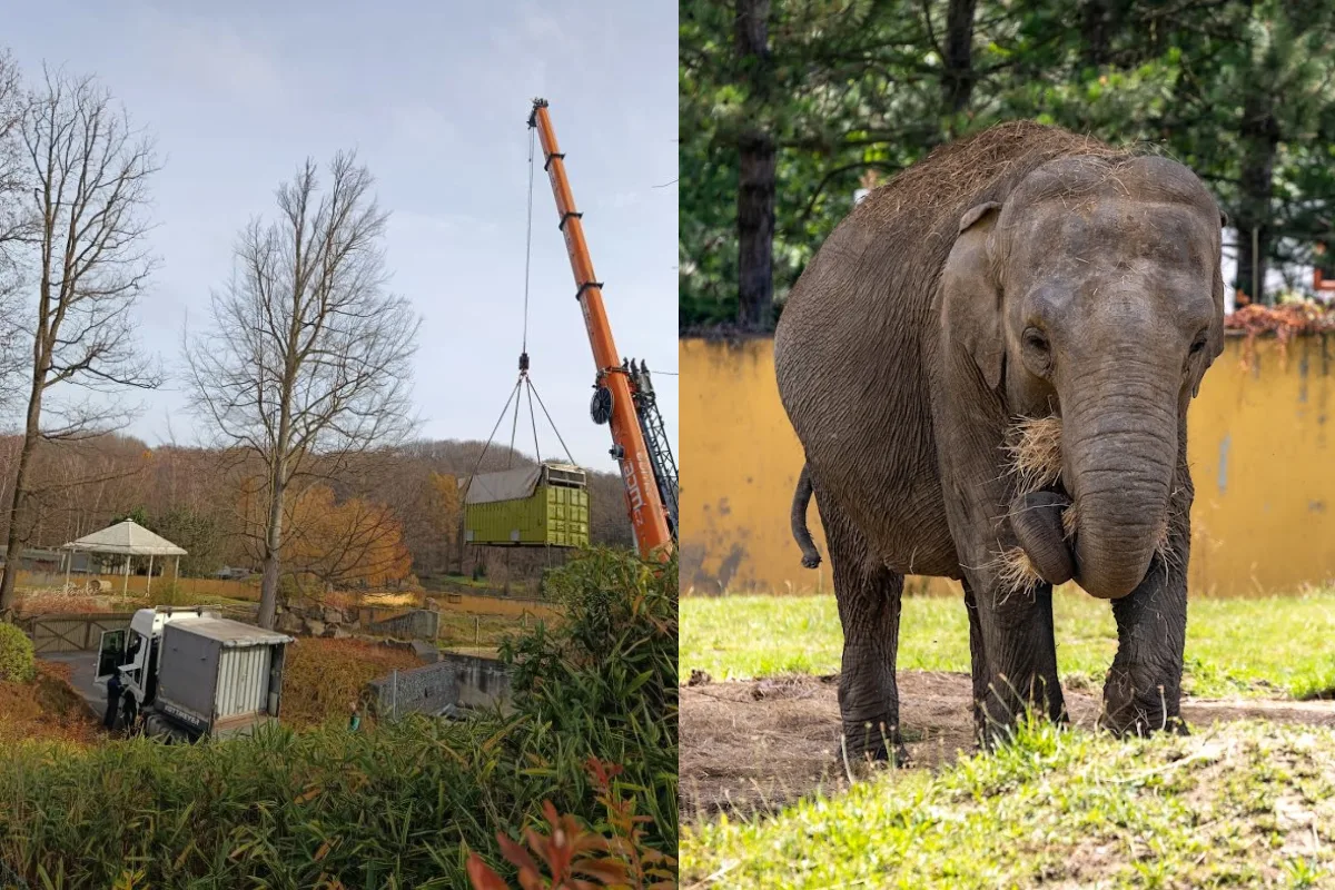 VIDEO: Podívejte se, jak se převážel mladý slon. Z ostravské zoo odcestoval do Francie