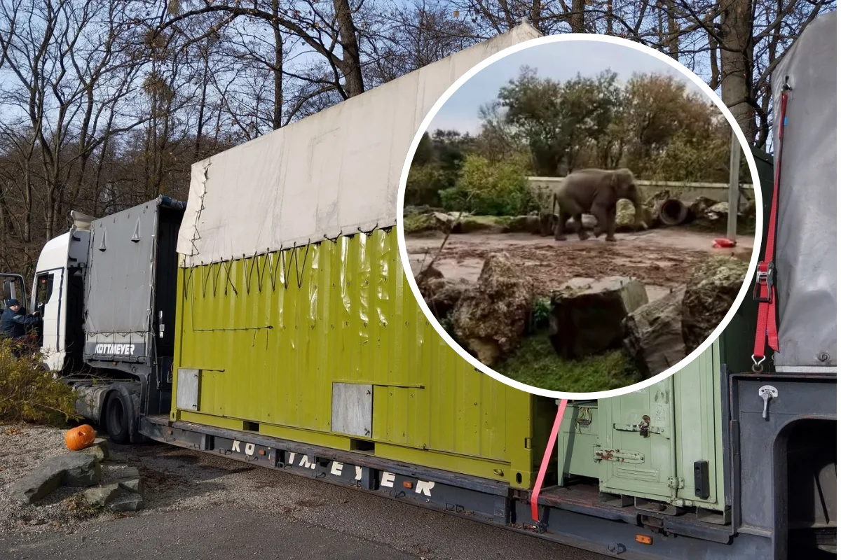 VIDEO: Mladý slon ze Zoo Ostrava už dorazil do Francie a zvyká si na nový domov