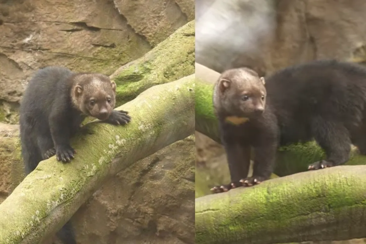 VIDEO: V ostravské zoo se povedl vzácný odchov lasicovité šelmy tayra