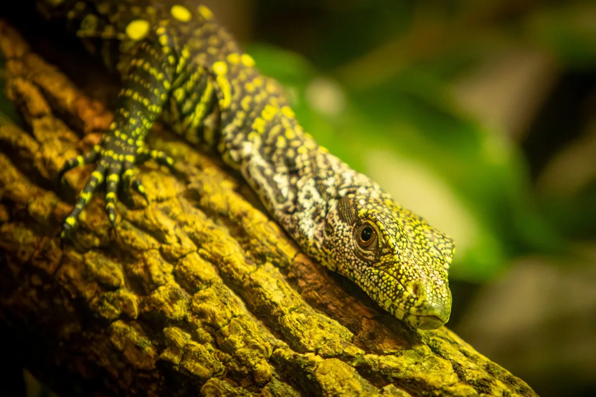 Unikátní odchov v ostravské zoo, odchovává dvě mláďata nejdelších varanů světa