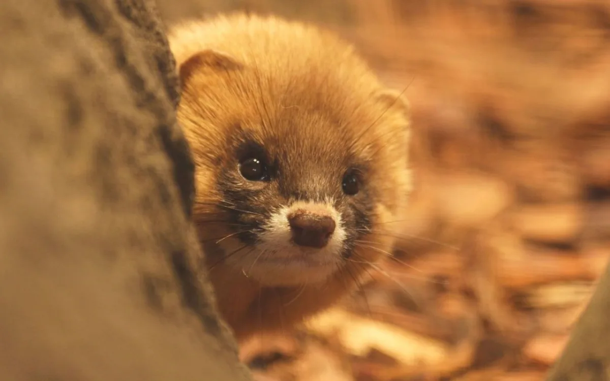 Roztomilý přírůstek v ostravské zoo. Vzácný kolonok přicestoval z Německa