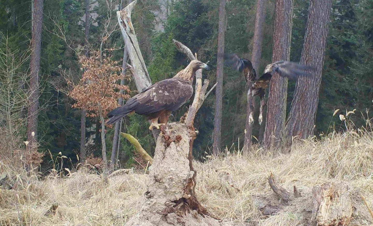 Ochránci vypátrali orlici, která zabila Toničku. Pojmenovali ji Médea